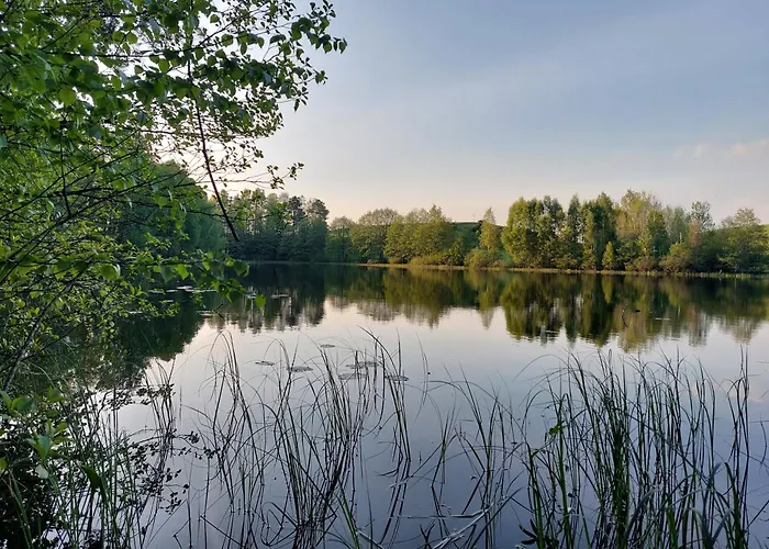 Wita Was * Borowy Las