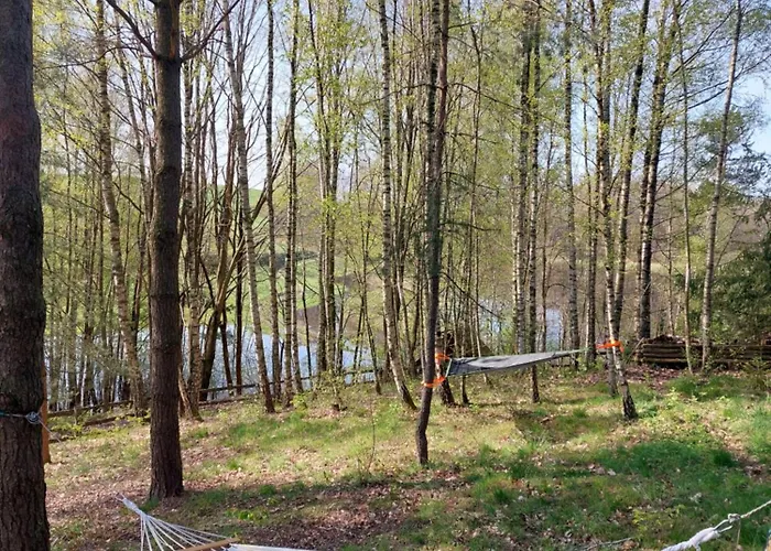 Wita Was * Borowy Las